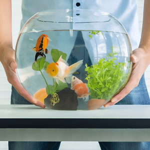 Dive into the World of Fish Accessories