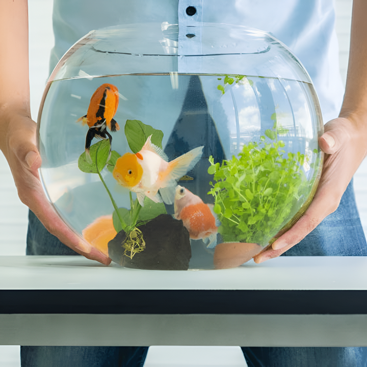 Dive into the World of Fish Accessories