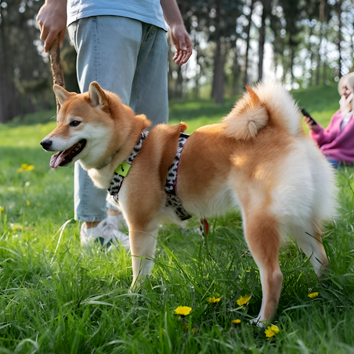 Strong, Stylish, and Safe – Pet Leashes That Do It All