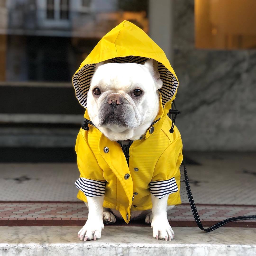 Dog Raincoat Pet Clothes