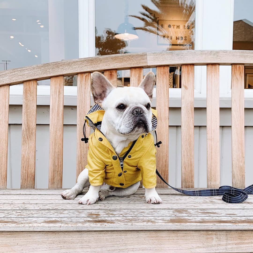 Dog Raincoat Pet Clothes